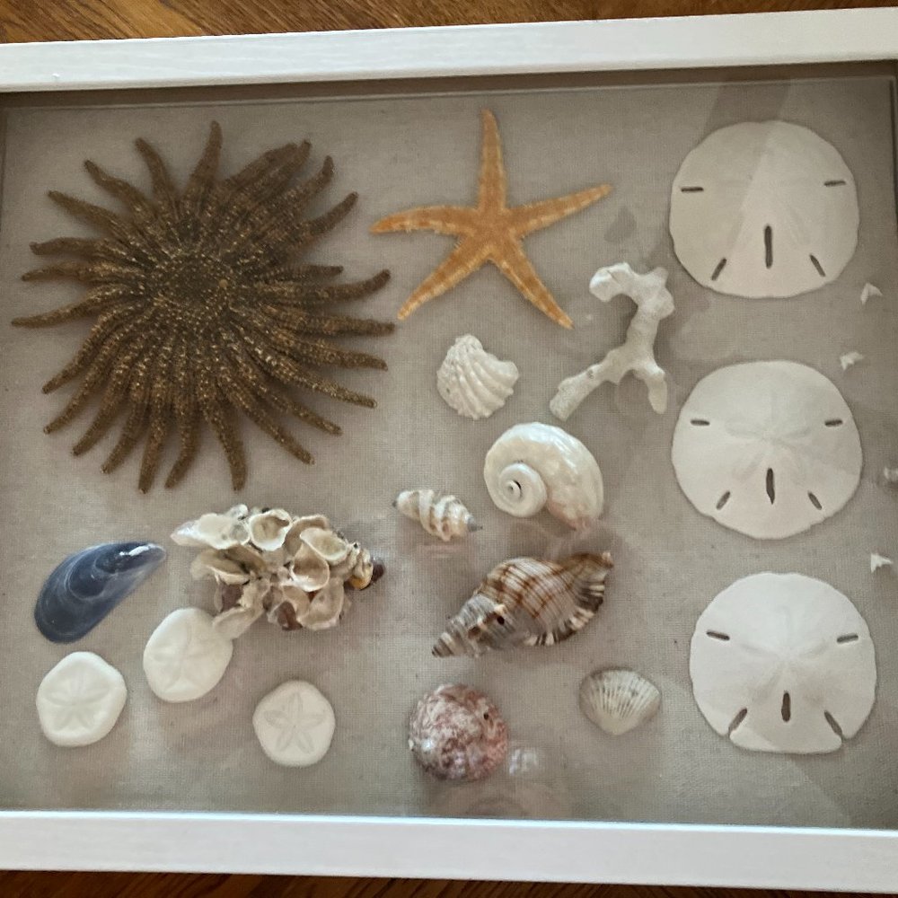 SEA SHELL SHADOW BOX